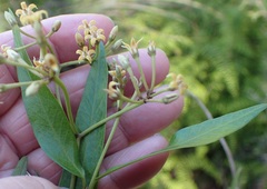 Parsonsia brownii
