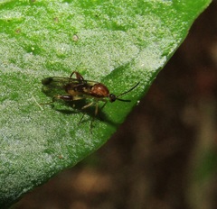 Canthyloscelis antennata