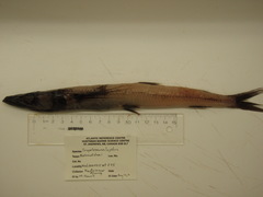 Scopelosaurus lepidus