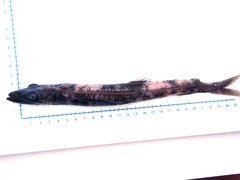 Scopelosaurus lepidus