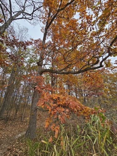 Quercus jackiana