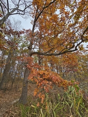 Quercus × jackiana, photograph (c) Chris Poling, some rights reserved (CC BY)