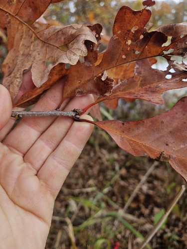 Quercus × jackiana, photograph 2