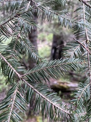 Abies durangensis, photograph (c) Oscar C. González Martínez, some rights reserved (CC BY-SA)
