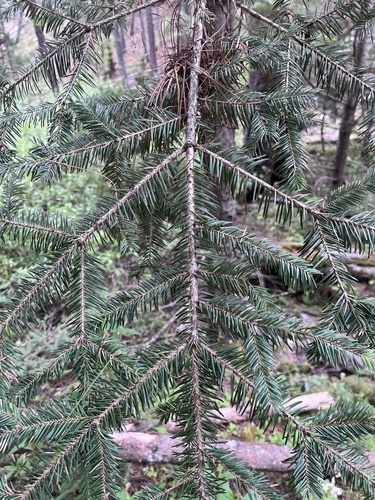 Durango fir (Abies durangensis)