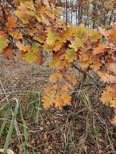Quercus × jackiana, photograph 3
