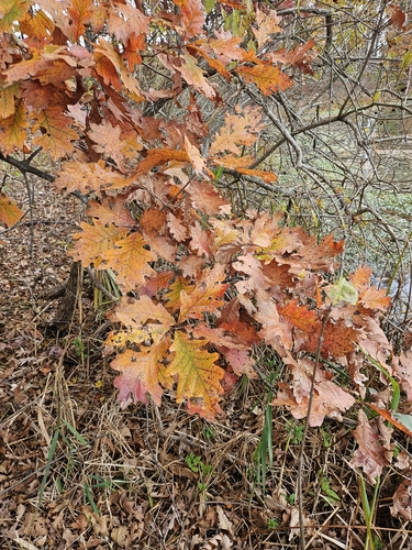 Quercus × jackiana, photograph 4