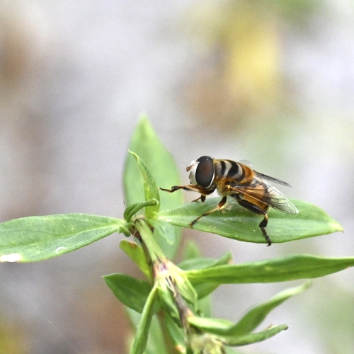 Unknown species found near Boca Raton, FL, USA