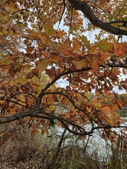 Quercus × jackiana, photograph (c) Chris Poling, some rights reserved (CC BY)