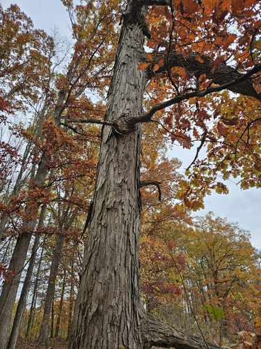 Quercus × jackiana, photograph 6