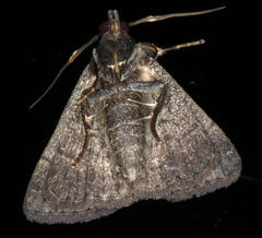 Nodaria cornicalis