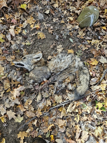 Coyote photographed in Ohio