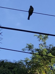 Trogon melanocephalus
