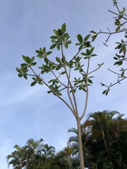 Plumeria obtusa