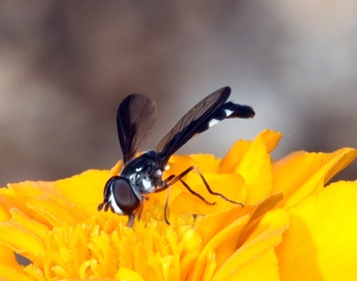 Unknown species found near Maryland, US