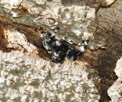 Phidippus audax