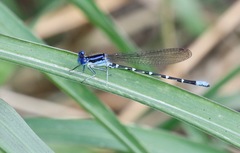 Argia sedula