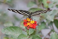 Heliconius charithonia