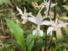 Calanthe arisanensis