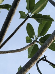 Plumeria obtusa