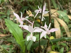 Calanthe arisanensis