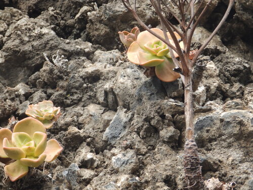 Aeonium nobile