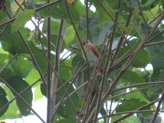 Pachyramphus rufus