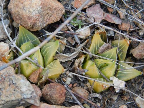 Haworthia mirabilis