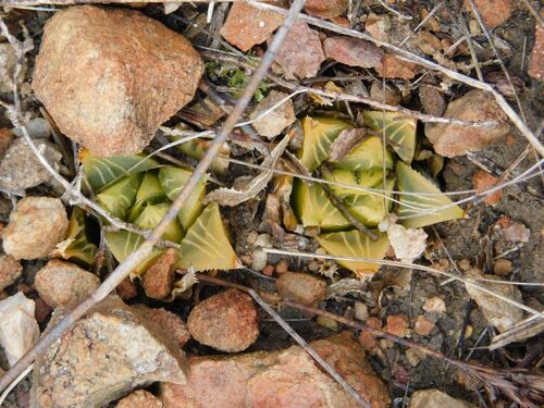 Haworthia mirabilis