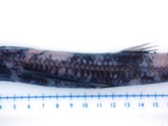 Scopelosaurus lepidus