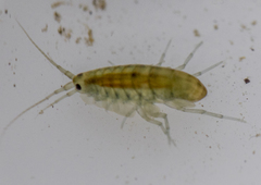 Austrochiltonia australis