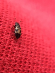 Glischrochilus confluentus