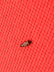 Glischrochilus confluentus