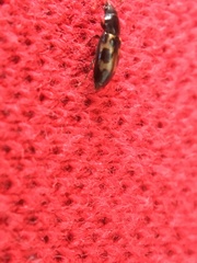 Glischrochilus confluentus