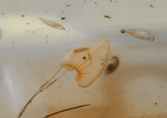 Austrochiltonia australis