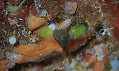 Priolepis aureoviridis