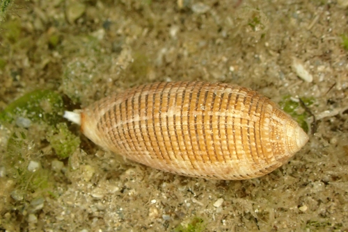 Pterygia crenulata observed 2025-10-27