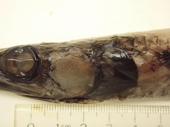 Scopelosaurus lepidus