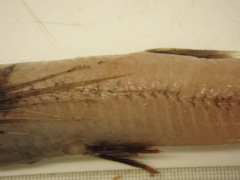 Scopelosaurus lepidus