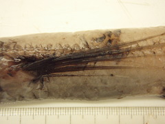 Scopelosaurus lepidus