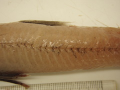 Scopelosaurus lepidus