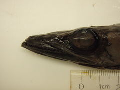 Scopelosaurus lepidus