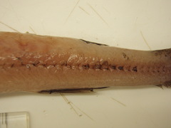 Scopelosaurus lepidus