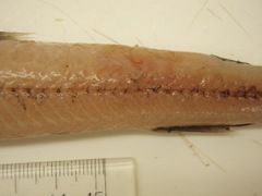 Scopelosaurus lepidus