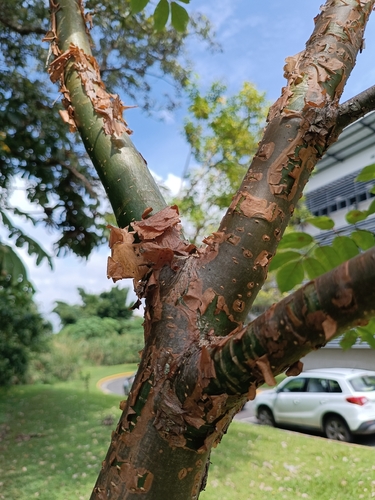 Bursera simaruba - Whole tree