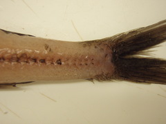 Scopelosaurus lepidus