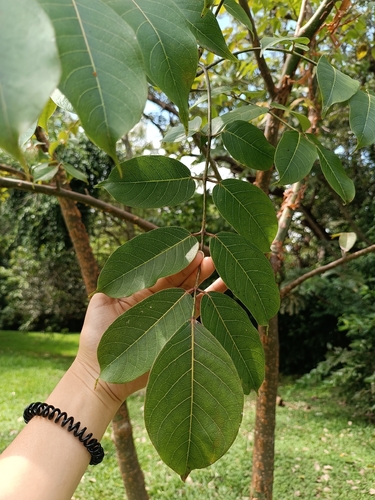 Bursera simaruba - Leaves