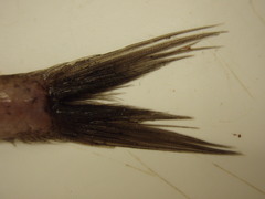 Scopelosaurus lepidus