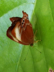 Abisara saturata kausambioides