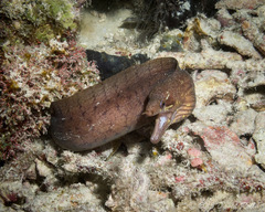 Gymnothorax zonipectis